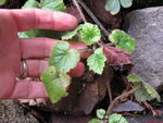 Tolmiea Menziesii